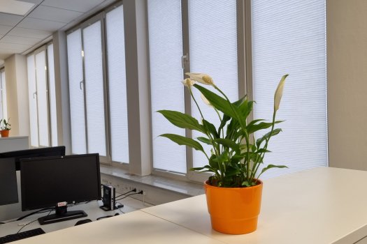 Plise zavese STRLE tudi za poslovne prostore